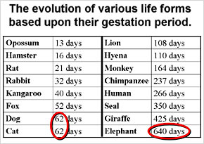 Gestation Period Of Animals Chart